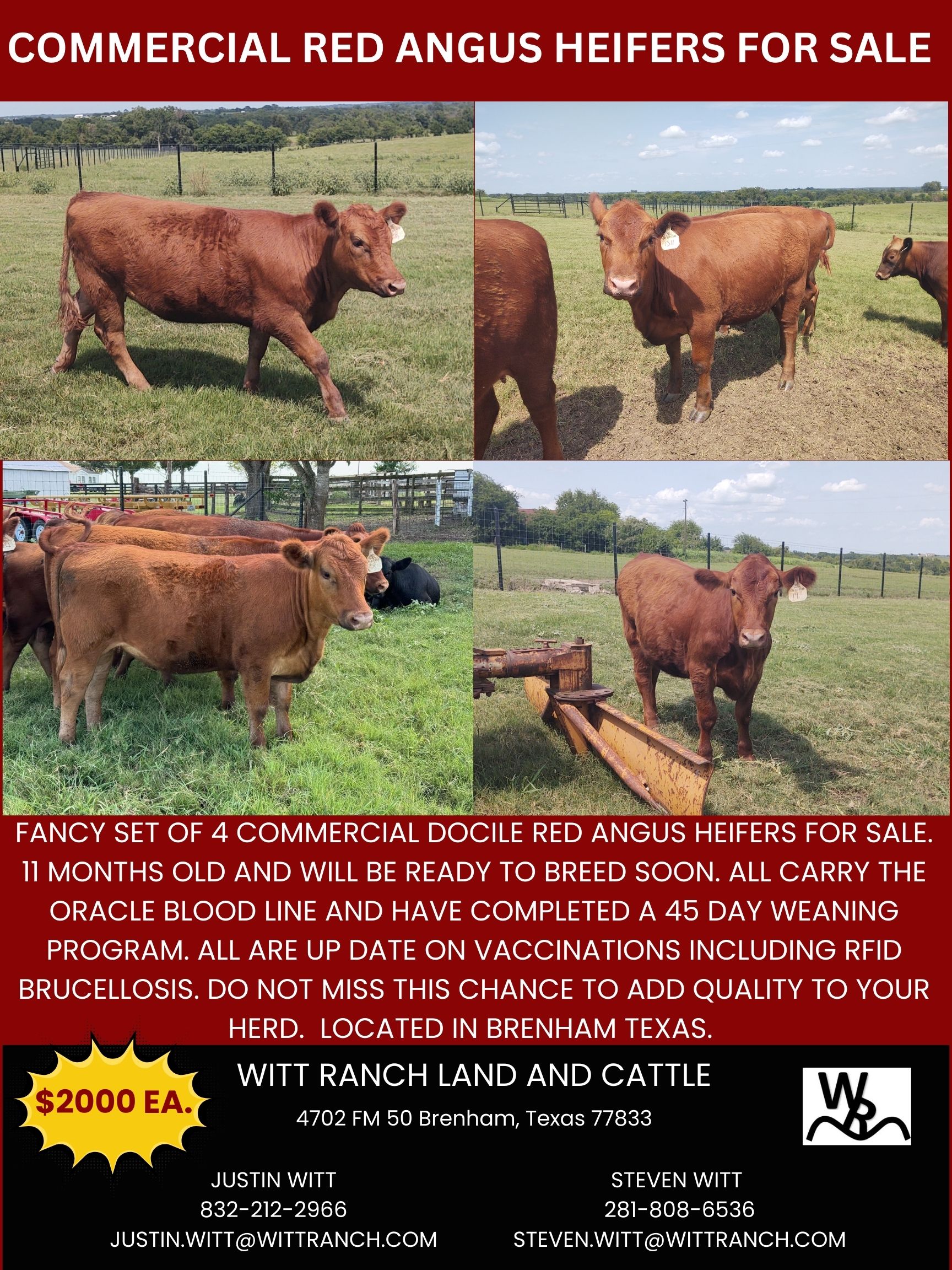 Commercial  Red Angus Heifers